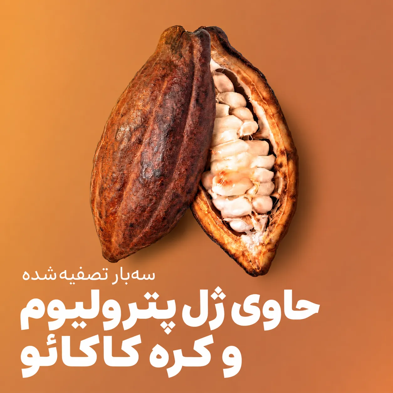 غلاف بازشده کاکائو با دانه‌های روشن درون آن، در تصویر معرفی بالم لب وازلین کره کاکائو